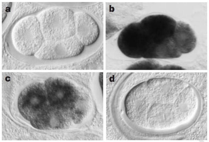 RNA interference was a knockout discovery in 1998!