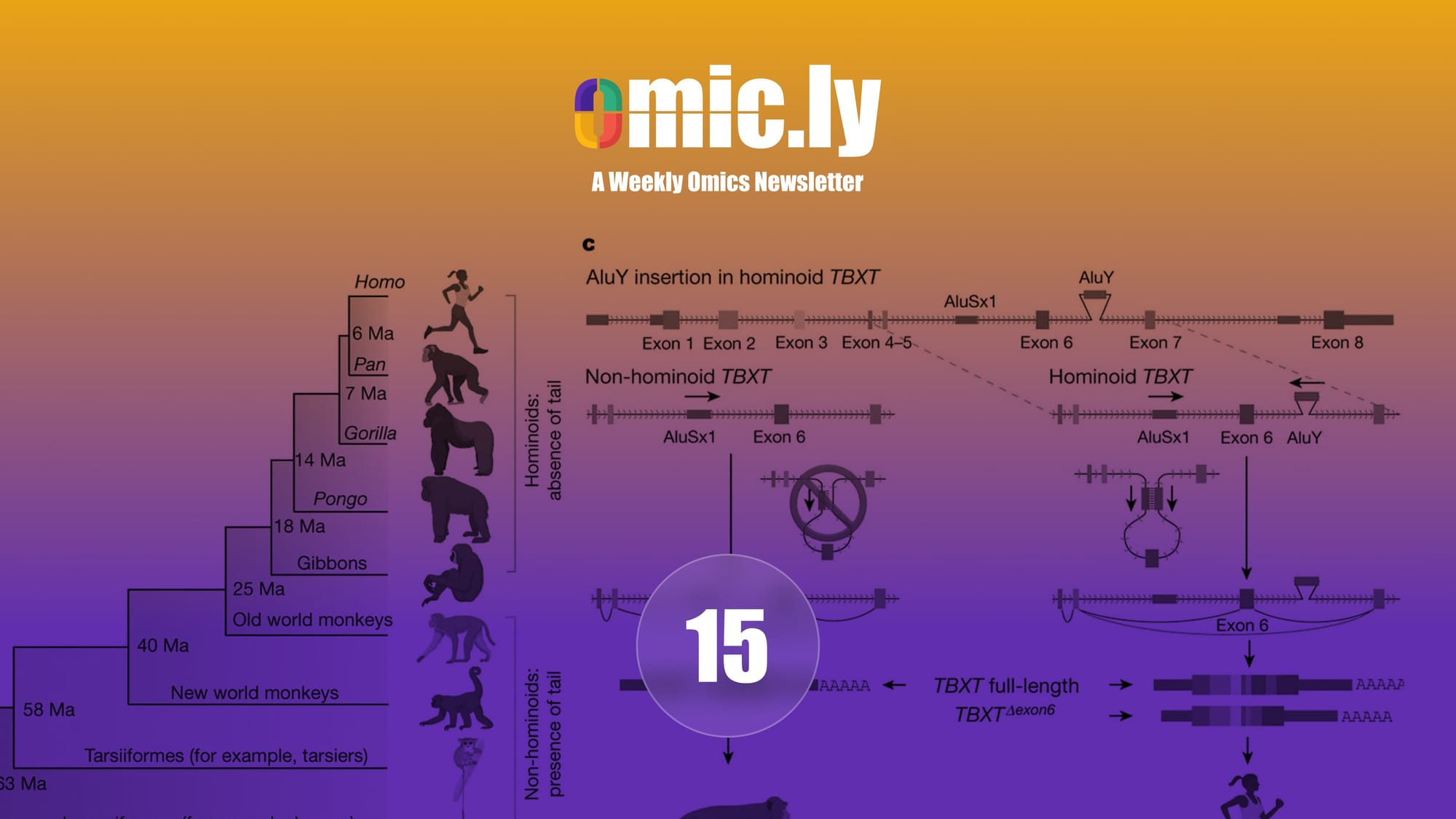 Omic.ly Premium 15