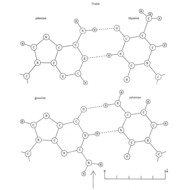 The discovery of the DNA double-helix was the culmination of decades of work from numerous contributors