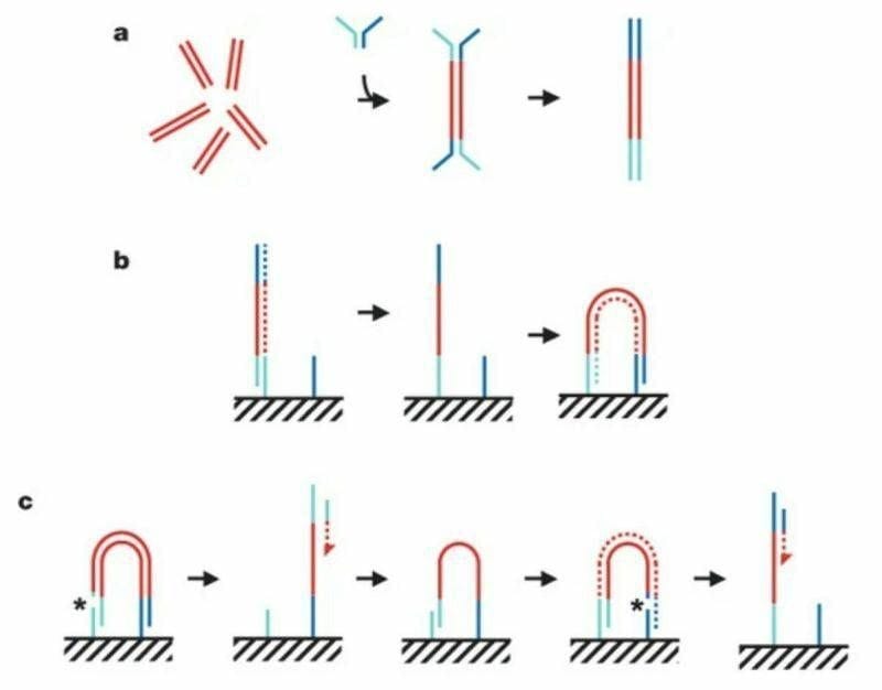 The story of how Solexa and Illumina combined forces to revolutionize the field of genomics