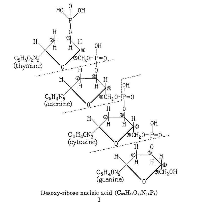 The story of Phoebus Levene, one of the mostly invisible grandfathers of nucleic acids