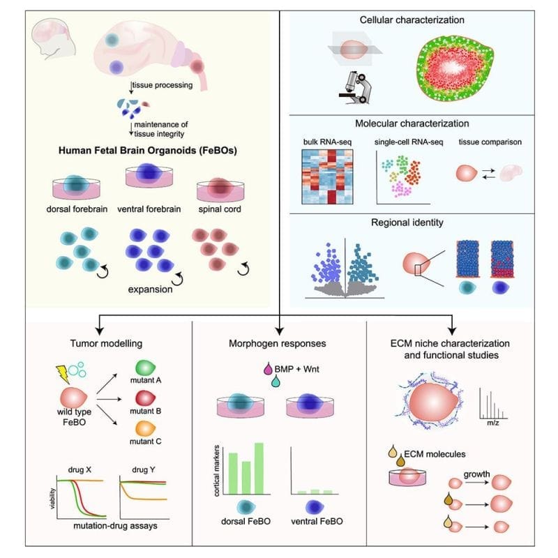 Human fetal brain organoids: a controversial new platform