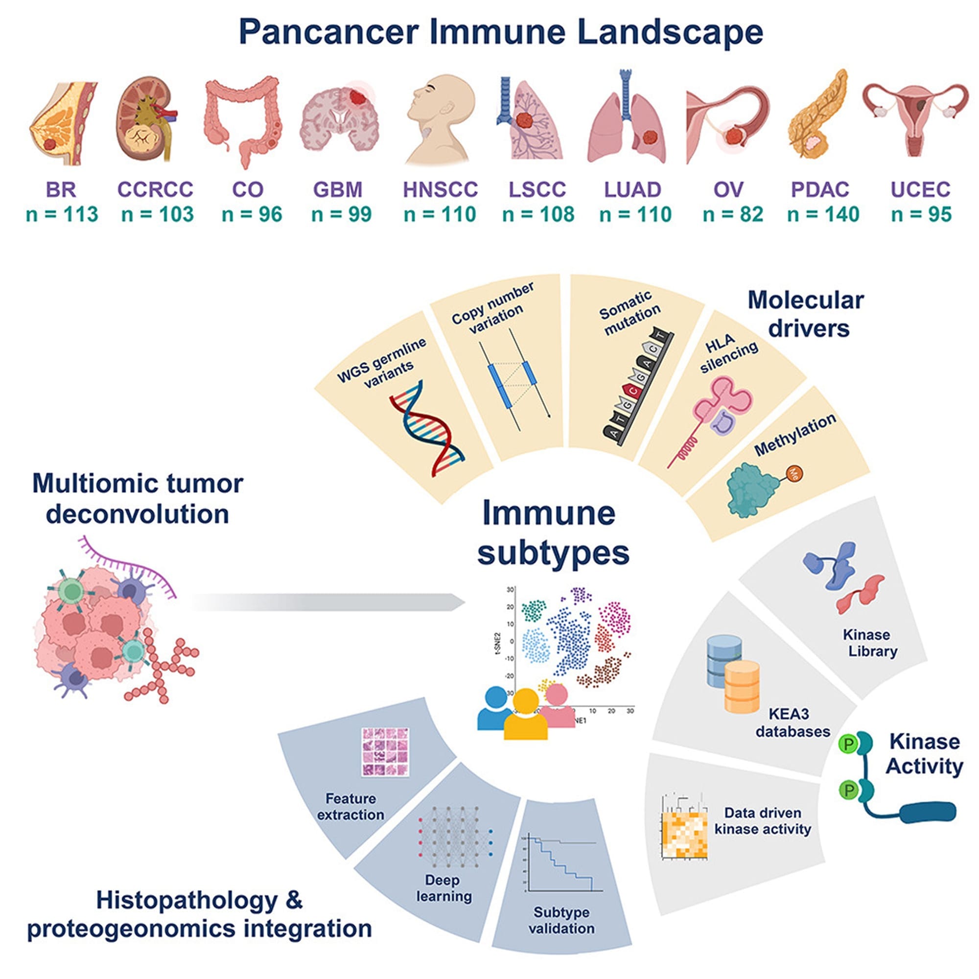 Tumor immune microenvironments and how we can exploit them to fight cancer