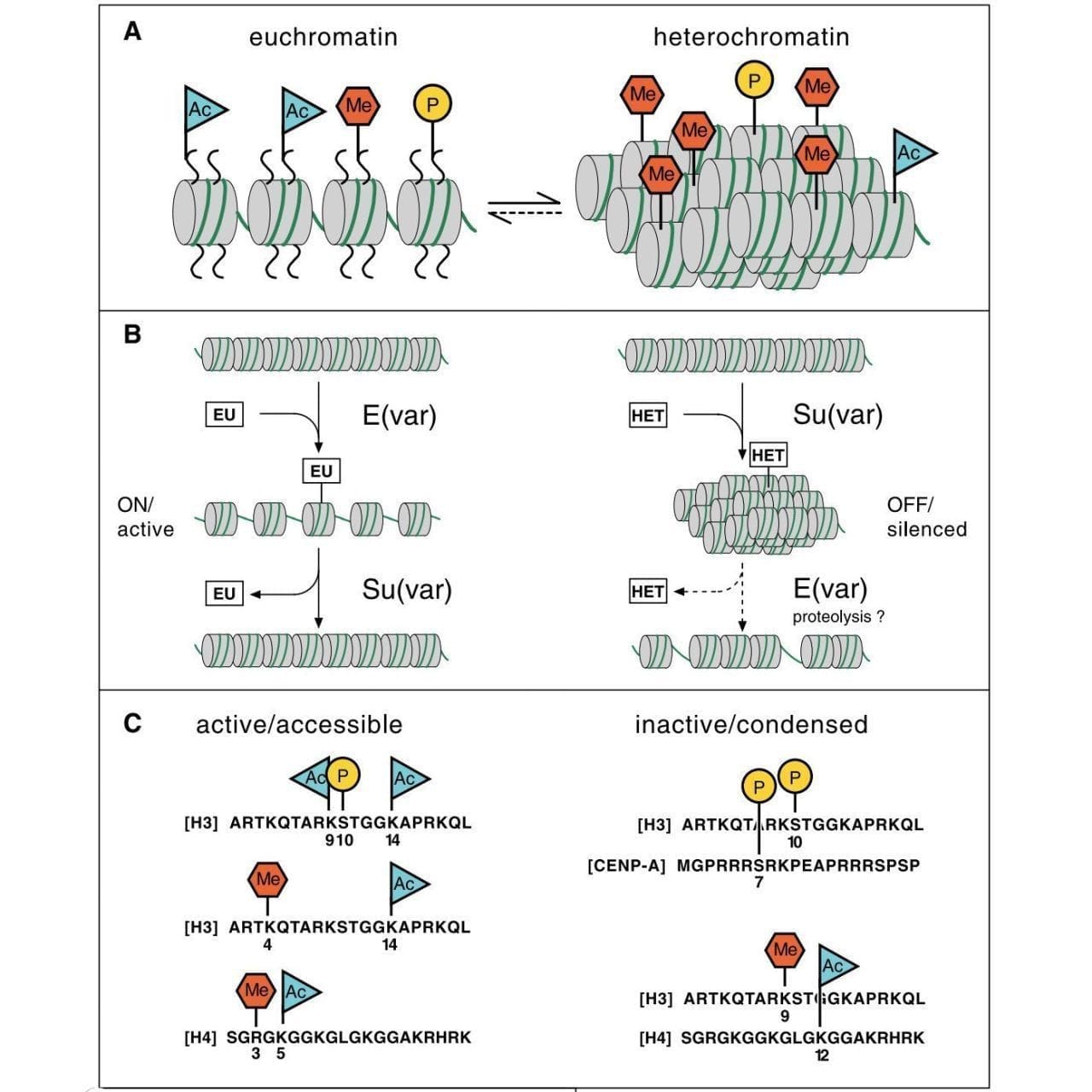 The 'Histone Code' fundamentally changed how we think about gene expression