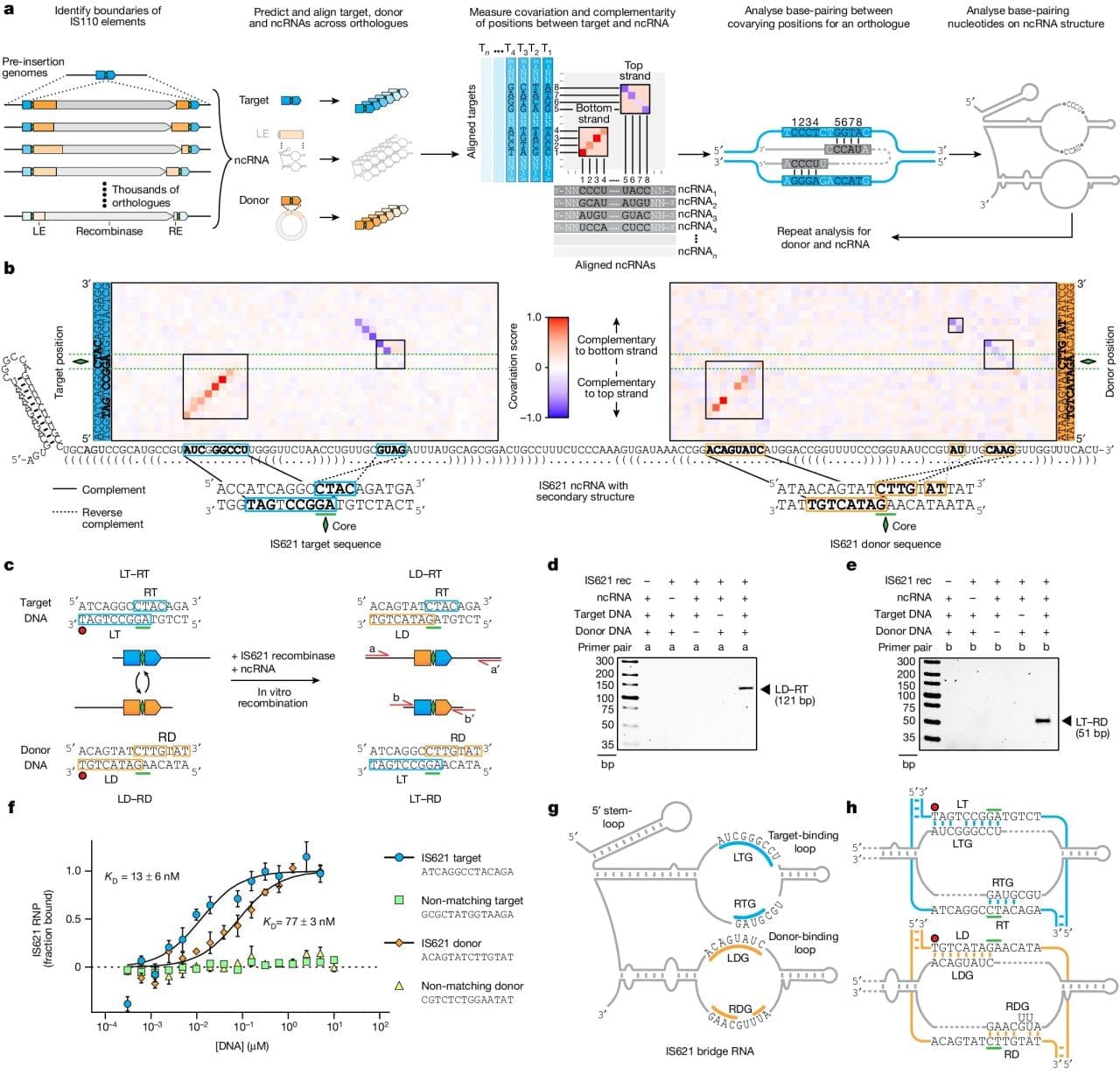 Bridge RNAs are here to take CRISPR's crown