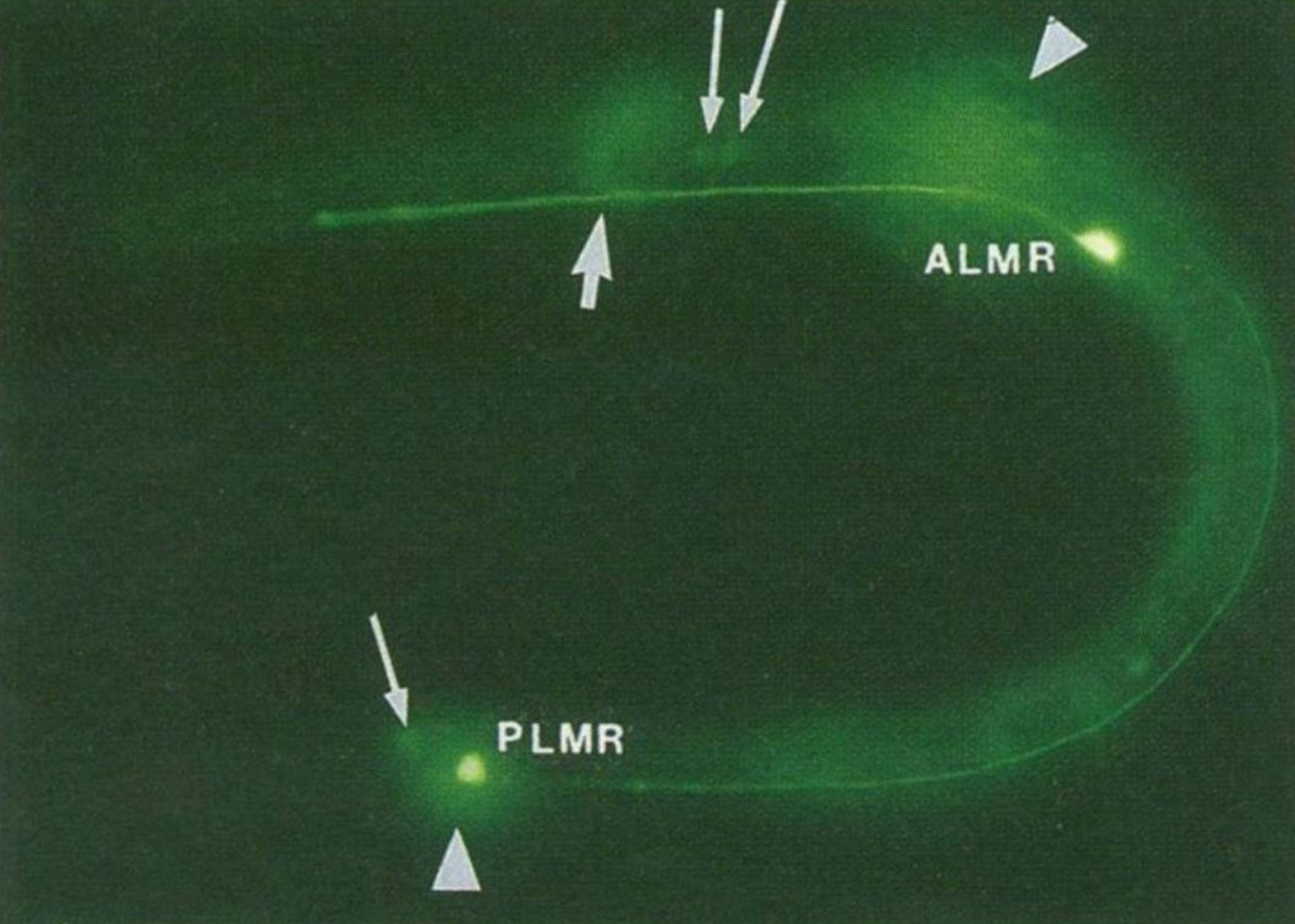 Green Fluorescent Protein was first discovered in Jellyfish in 1960