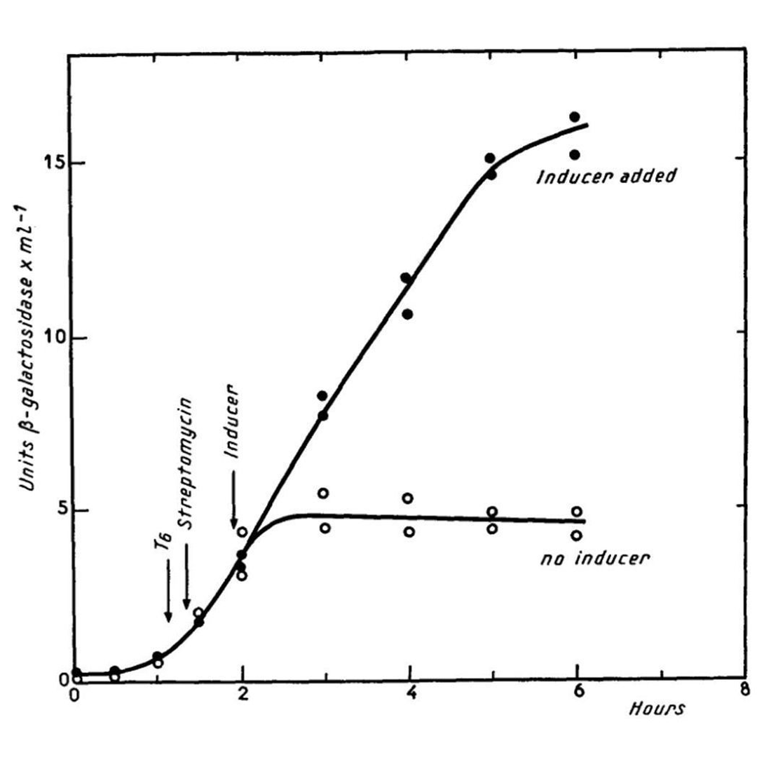 The Lac Operon: Everyone's heard of it, but do you know how it was discovered?