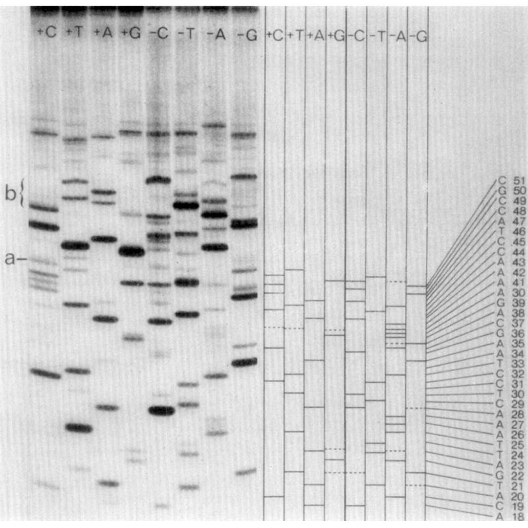 Frederick Sanger sequenced the first DNA genome, he didn't use 'Sanger Sequencing' to do it