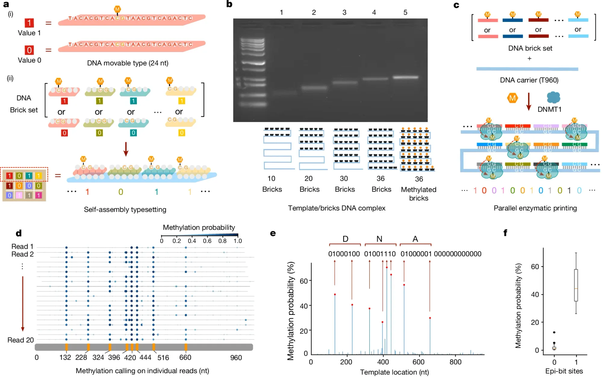 A USB drive? Nah, an epigenetic drive!