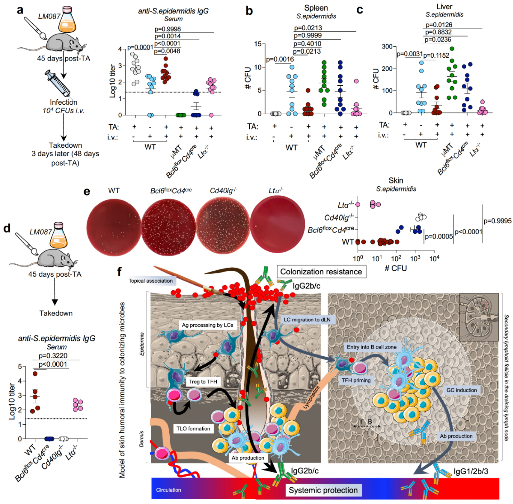 Our skin has its own distinct immune system