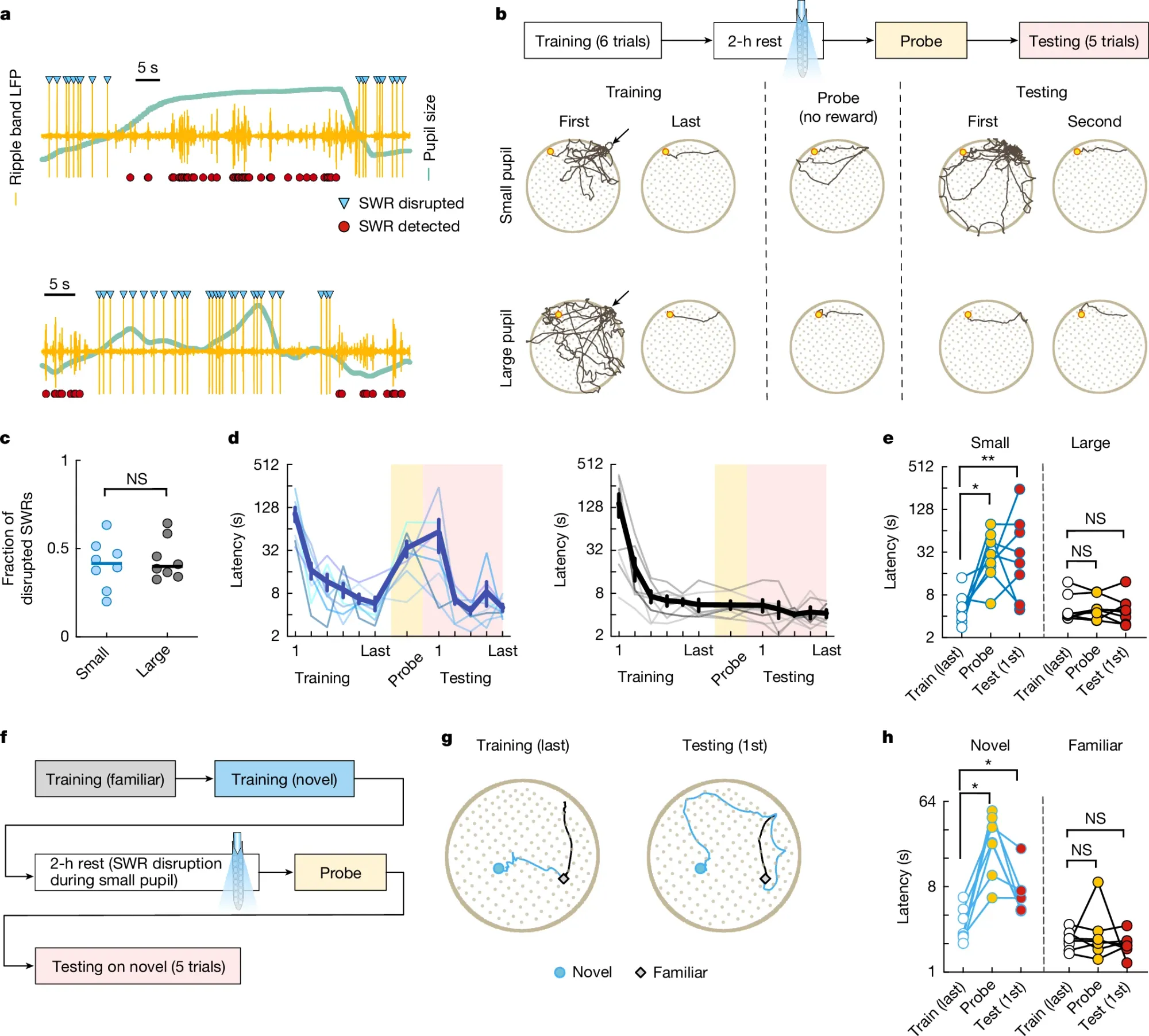 Why new memories don't overwrite old ones (in mice, and hopefully humans, too)