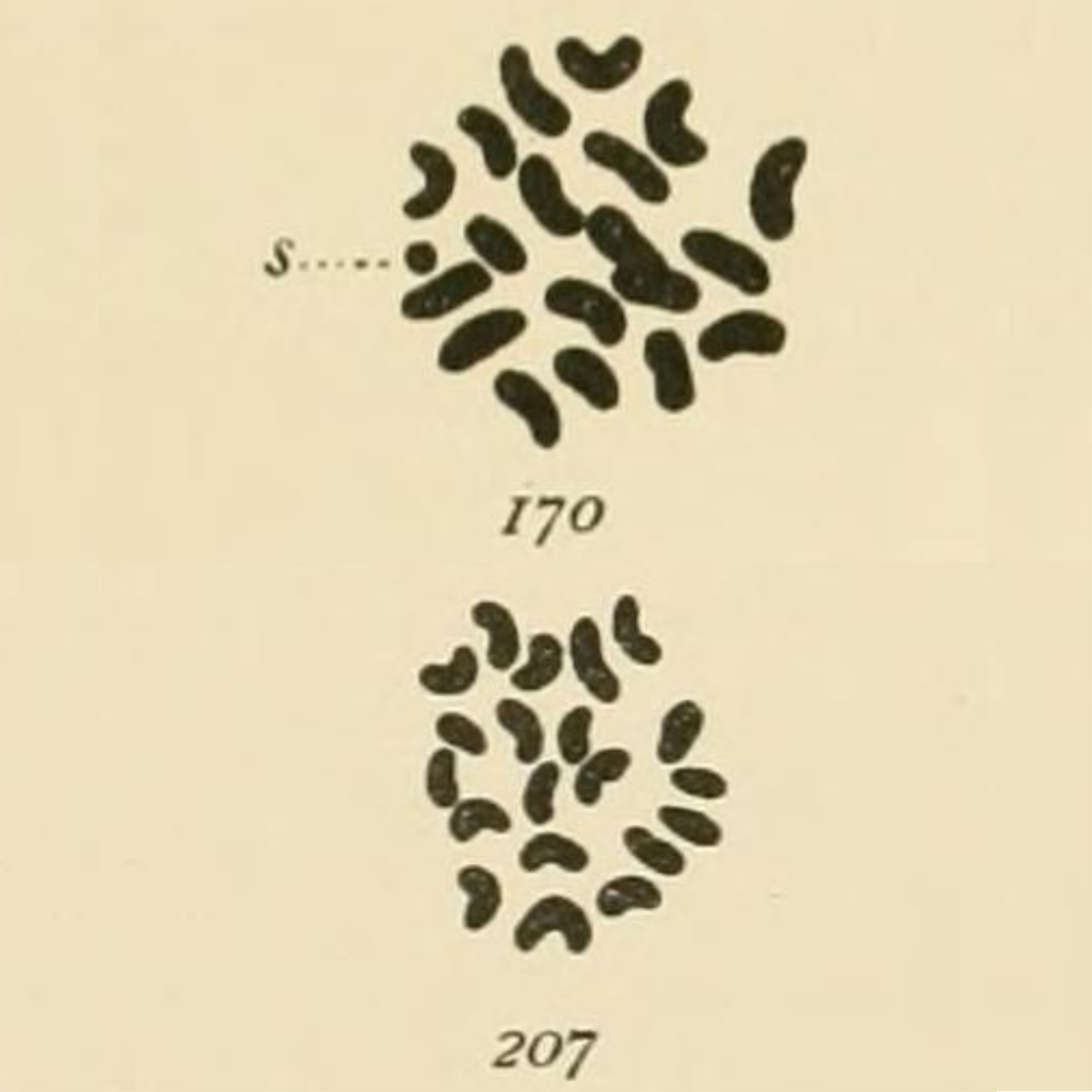 The discovery of sex chromosomes was just as controversial as everything else in genetics