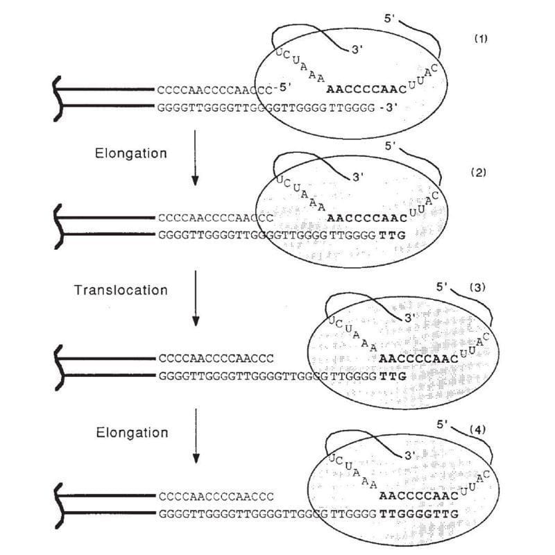 Telomerase and how linear genomes attempt to stay long