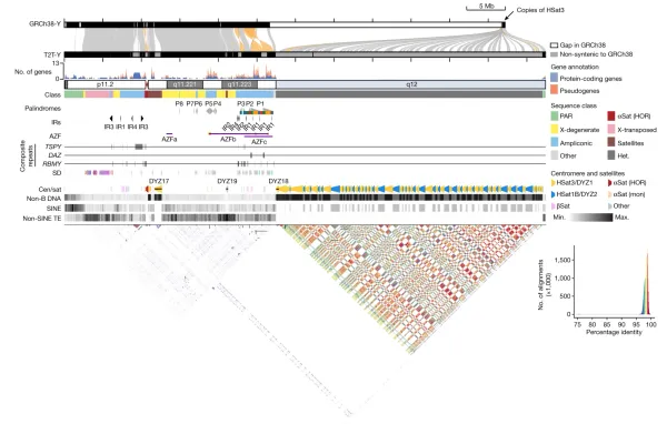 The human genome sequence is finally (almost) totally complete. The pesky Y chromosome was the last hold-out!