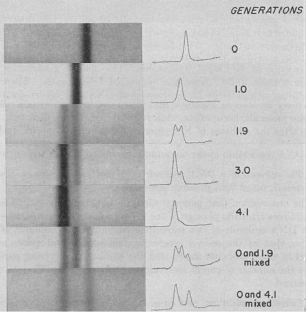 The "most beautiful experiment in biology" was performed by Meselson and Stahl in 1957