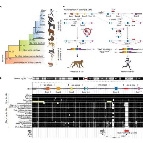 The story of how apes (and humans) lost their tails!