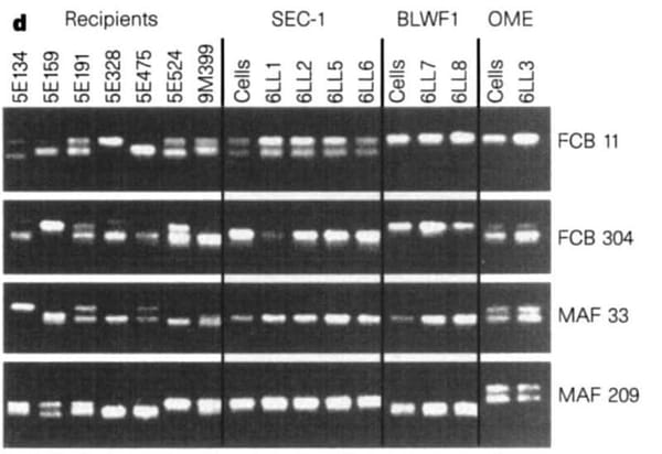 6LL3, better known as Dolly the Sheep, showed that mammalian cloning was possible in 1997