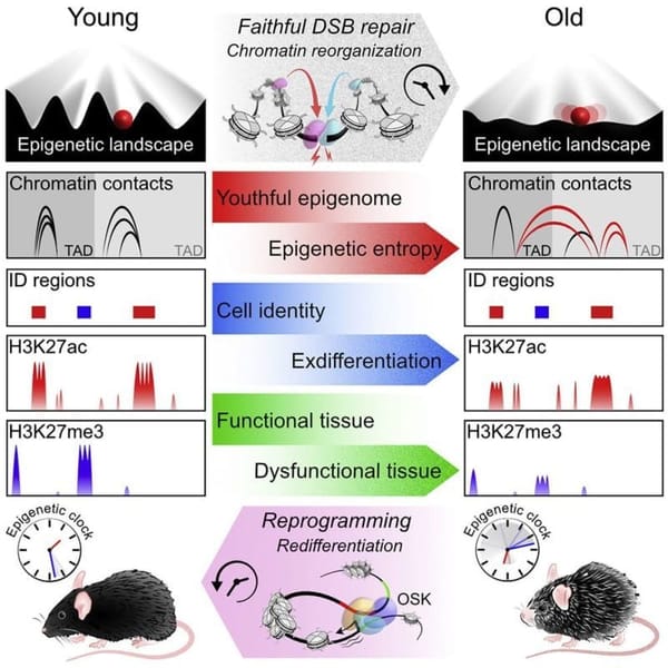 The epigenome's role in aging gets some mechanistic answers