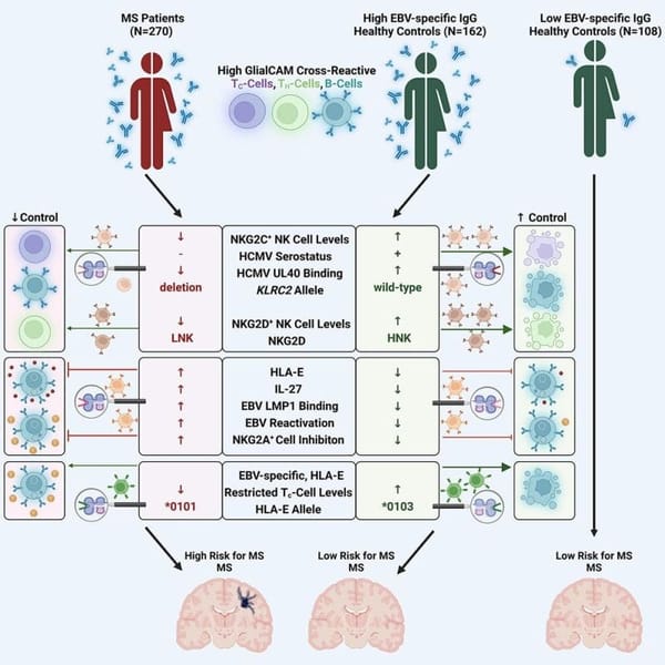 The evidence that Epstein-Barr Virus can cause multiple sclerosis is mounting