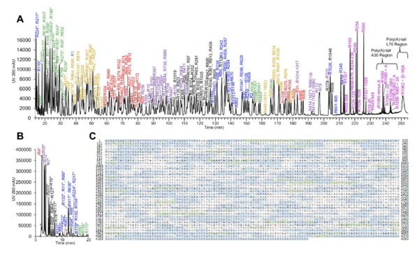 Pfizer developed a technique for determining the primary structure of their mRNA vaccine including detecting base modifications, the 5'-cap, and the poly-A tail