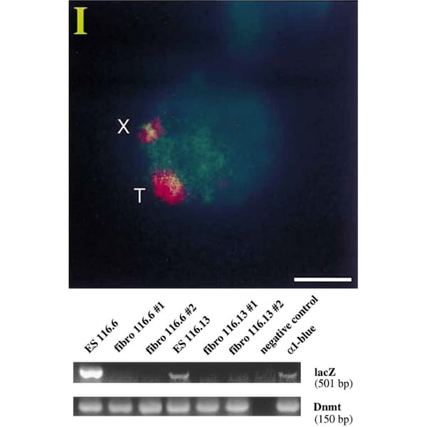 Biologically female mammals have two X chromosomes, but what might surprise you is that one of those X's is turned off.