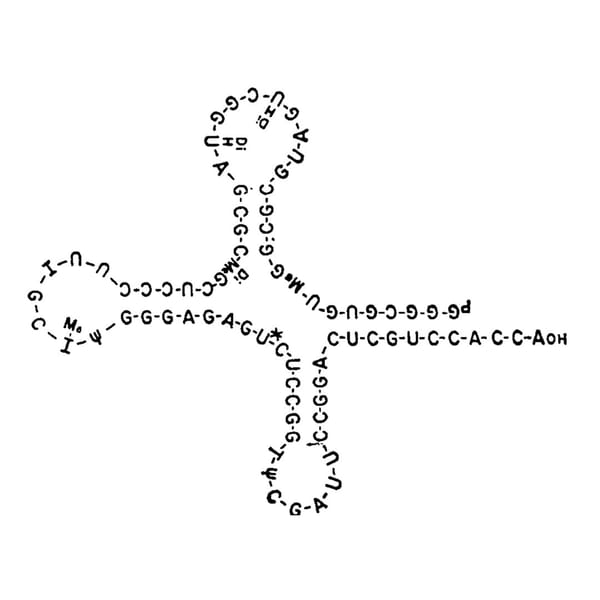 The 2-D structure of tRNA was solved in 1965, its solver probably isn't someone you've heard of before