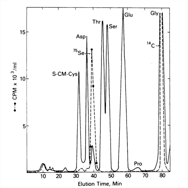 Contrary to popular belief, there are 21 amino acids and the 21st was discovered in 1976