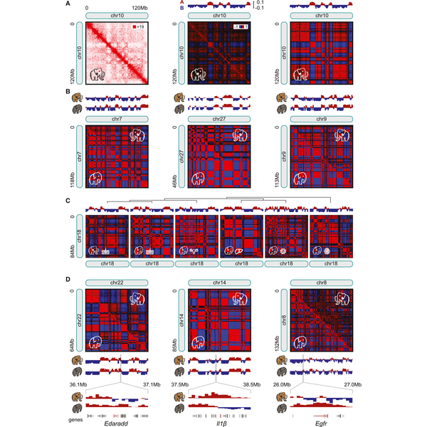 Sandoval-Valesco M, et al. 2024. Cell. DOI: 10.1016/j.cell.2024.06.002