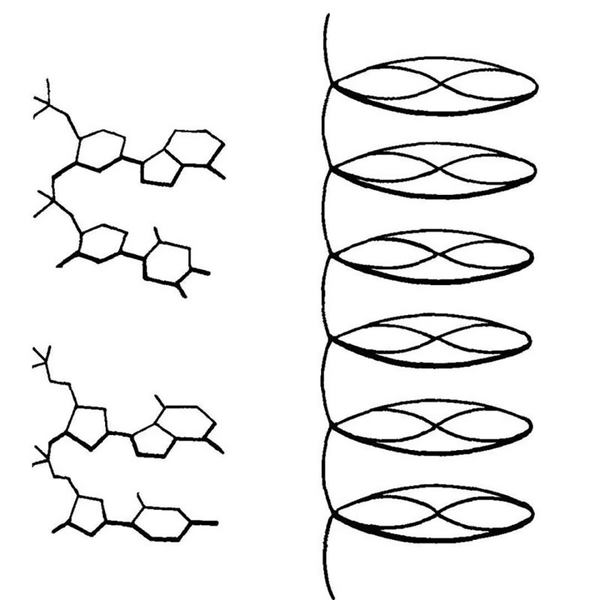 The structure of DNA proposed by William Astbury and Florence Bell in 1938