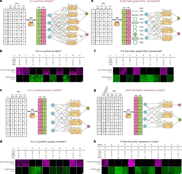 Bacteria are better at math than I am