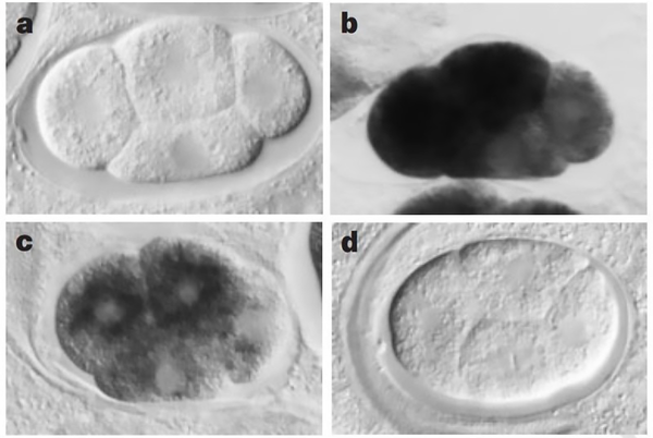 A wormy discovery becomes a knockout laboratory technique