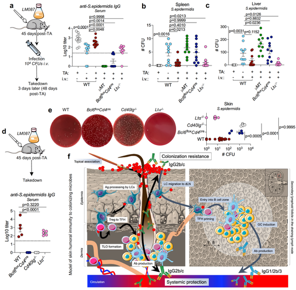 Our skin has its own distinct immune system