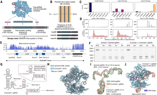 Foundation models are all the rage today - Now there's one for genomes!