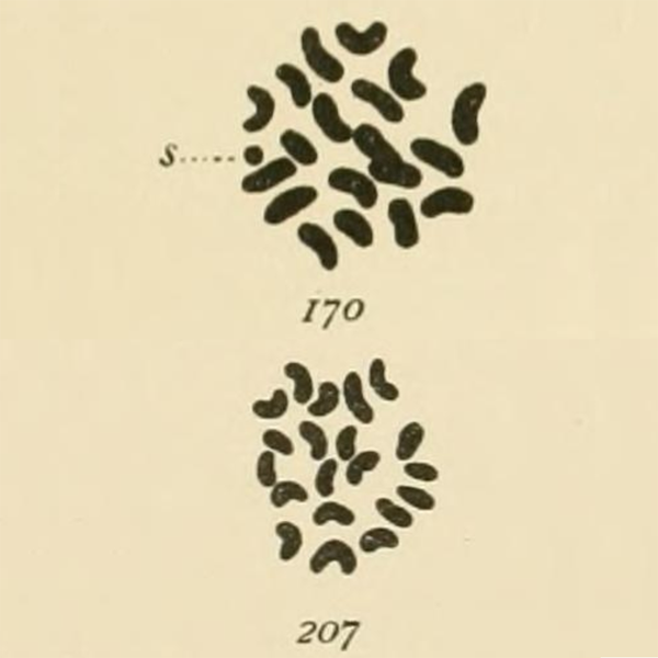 The discovery of sex chromosomes was just as controversial as everything else in genetics